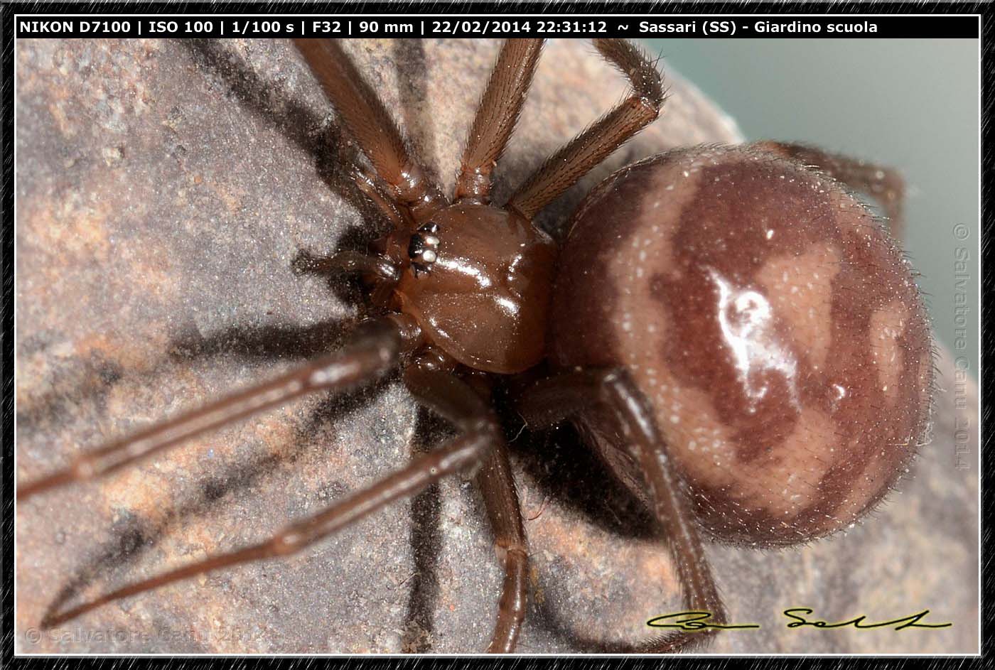 Steatoda grossa e Enoplognatha mandibularis - Sassari